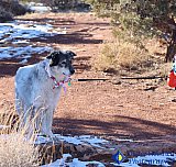 Beauty is in the eye of the one being held - Gallery 7 Dogs Horses Cats Animals