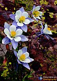 Gallery 10.1  Wildflowers