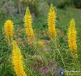 Gallery 10.1  Wildflowers