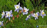 Gallery 10.1  Wildflowers