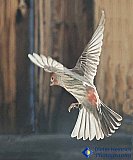 Landing so softly - Gallery 1  Birds