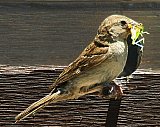 Snack Time - Gallery 1  Birds