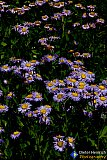 Gallery 10.1  Wildflowers