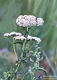 Gallery 10.1  Wildflowers