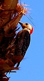 Arizona Delight
 - Gallery 1  Birds