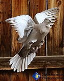 Happy Wings Rising - Gallery 1  Birds