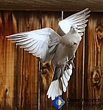 Happy Flight - Gallery 1  Birds