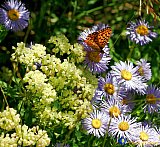 Gallery 10.1  Wildflowers