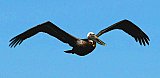 Mexican Gulf cruise - Gallery 1  Birds