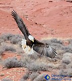 Ready to strike - Gallery 1  Birds