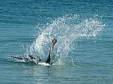 It's a 10 Dive - Gallery 1  Birds