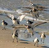 Happy Beach Dance - Gallery 1  Birds