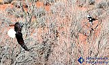 Two birds in the hand of deserts' brush - Gallery 1  Birds