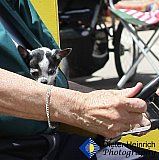 Blossom Festival 2019 &mdash; photo 134 - 01-Blossom Festival 