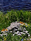 Gallery 10.1  Wildflowers