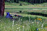 Gallery 10.1  Wildflowers