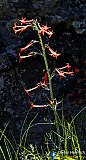 Gallery 10.1  Wildflowers