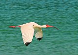 IBIS Early morning flight - Gallery 1  Birds