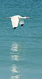 Flight of Reflection - Gallery 1  Birds