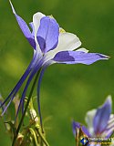 Gallery 10.1  Wildflowers