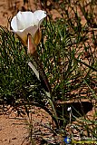 Gallery 10.1  Wildflowers