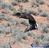 Right wing maneuver - Gallery 1  Birds