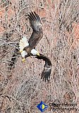 Flight through desert brush - NEW Photos