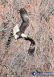 Flight through desert brush - Gallery 1  Birds