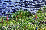Gallery 10.1  Wildflowers