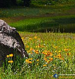 Gallery 10.1  Wildflowers