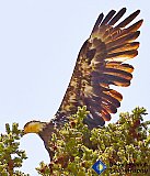Golden Eagle from 50 feet below - Gallery 1  Birds