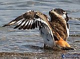 Bathing in the Lewis & Clark Reserve - Gallery 1  Birds