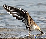Flapping my wings - Gallery 1  Birds