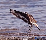 Drying my wings - Gallery 1  Birds