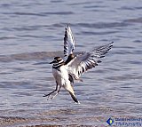 Airdrying lift off - Gallery 1  Birds