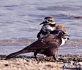 Killdeer and Grackle friendship - Gallery 1  Birds