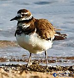 All fluffed up after the Missouri River bath - Gallery 1  Birds
