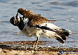 Cleaning underneath my Wings - Gallery 1  Birds