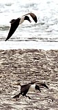 Two is company 3 is a crowd - Gallery 1  Birds