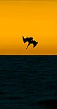Evening Dive - Gallery 1  Birds