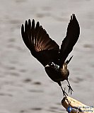 Grackle take-off - Gallery 1  Birds