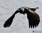 Grackle in flight - Gallery 1  Birds
