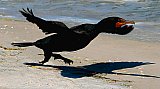 Running Take-off - Gallery 1  Birds