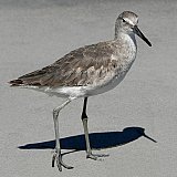 Yes, I am - Gallery 1  Birds