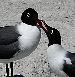 Let's nibble - Gallery 1  Birds