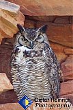 Owl winking - Gallery 1  Birds