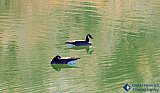 Reflecting upon the water - Gallery 1  Birds