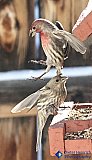 Stepping over you - Gallery 1  Birds