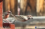 Quick Snack - Gallery 1  Birds