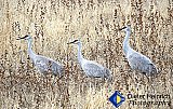 Three Cranes Walking - Gallery 1  Birds